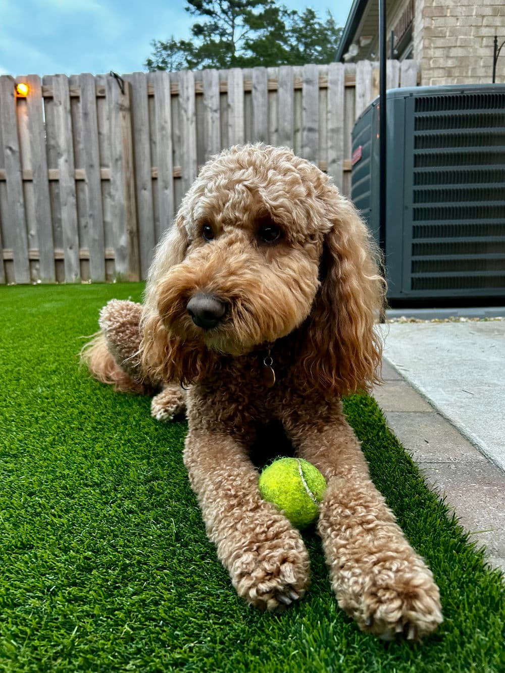 Pet Turf image